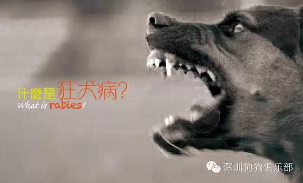 关于被猫狗抓咬伤是否需要打狂犬疫苗的探讨_资料解释落实