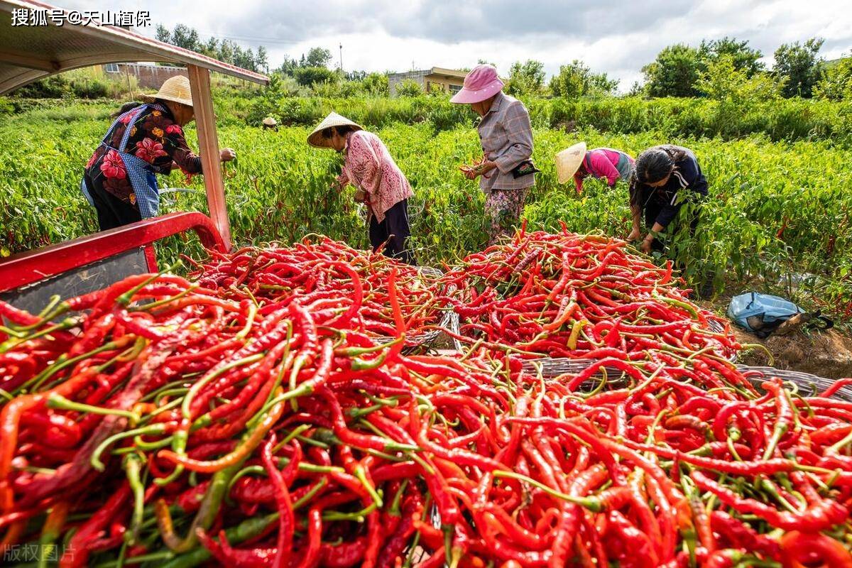 外媒又盯上新疆辣椒，辣出国际范儿_资料解释落实