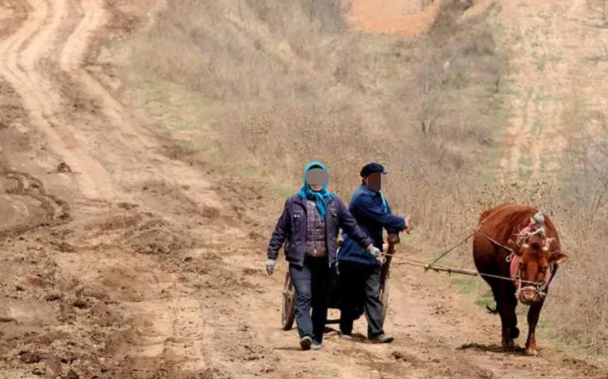 母牛遭宰杀皮被放一旁，小牛下跪哭泣，人类行为下的无言之痛_资料解释