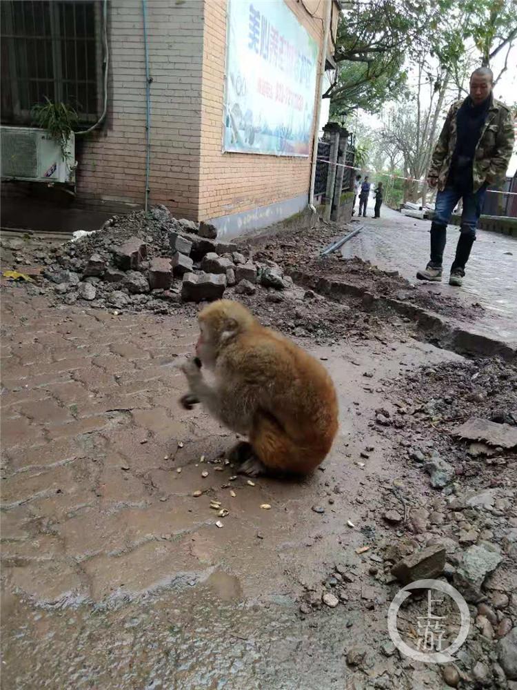 景区回应猴子拖家带口泡温泉的句子