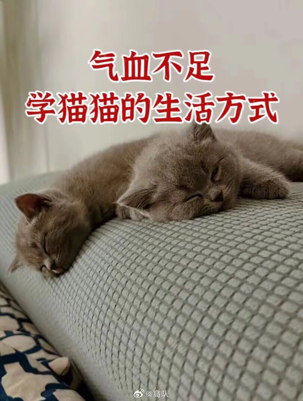 气血不足的人可以学学小猫