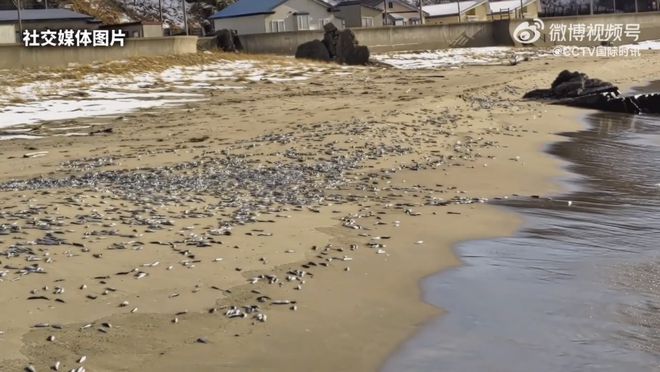 北海道沙滩惊现大量死鱼，背后真相令人深思