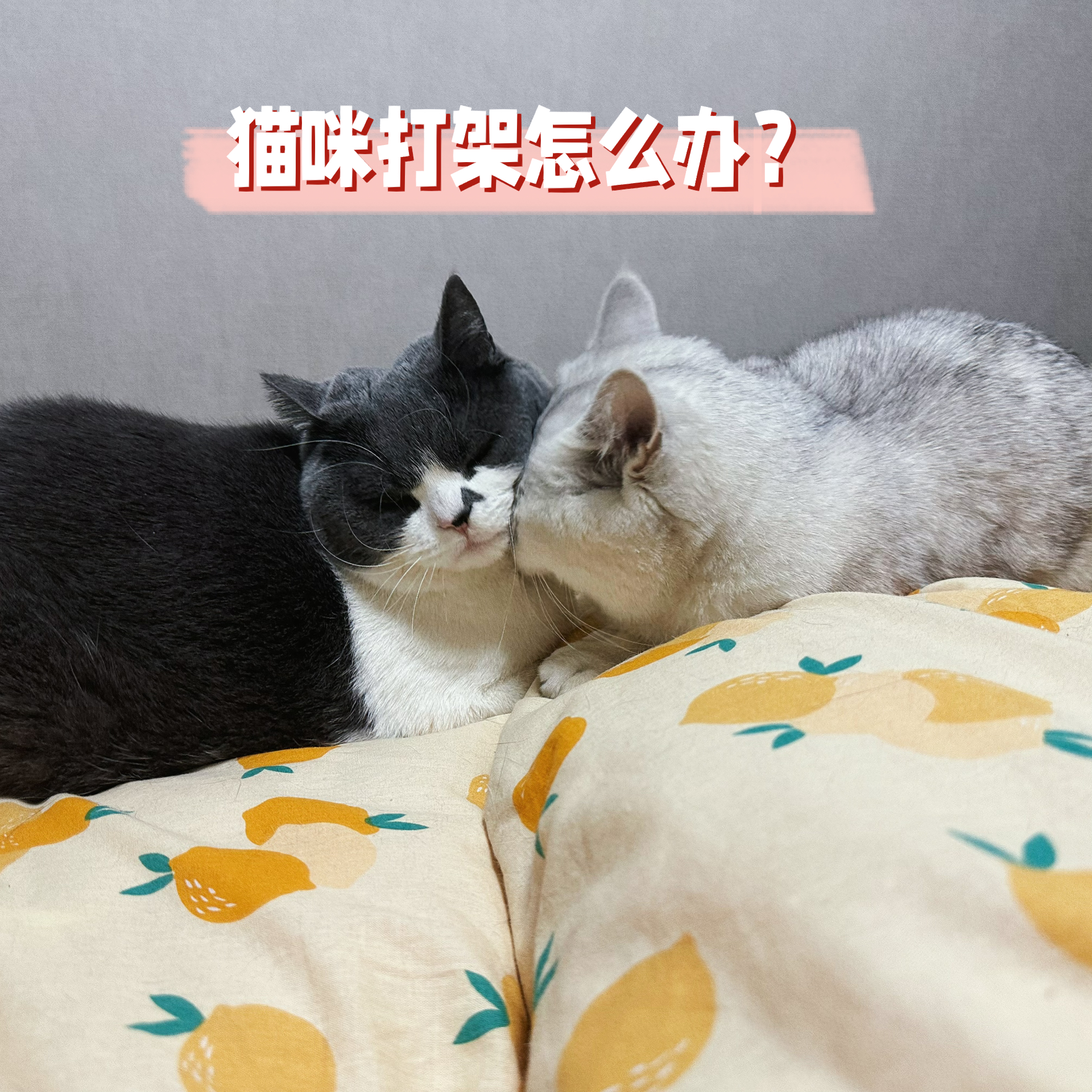 猫咪打架咋办？一份全面的应对策略！