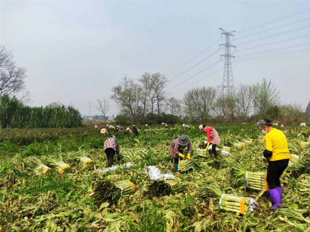 农药残留超标罚则下的农业可持续发展思考