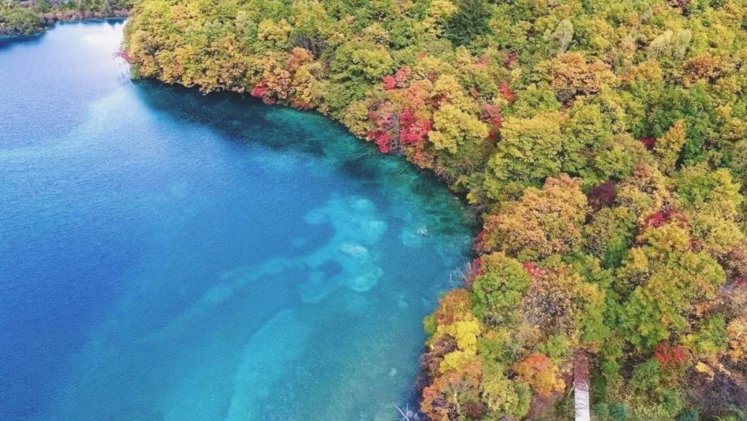 揭秘真相！九寨沟景区40岁以上免门票？这究竟是个误会还是谣言？