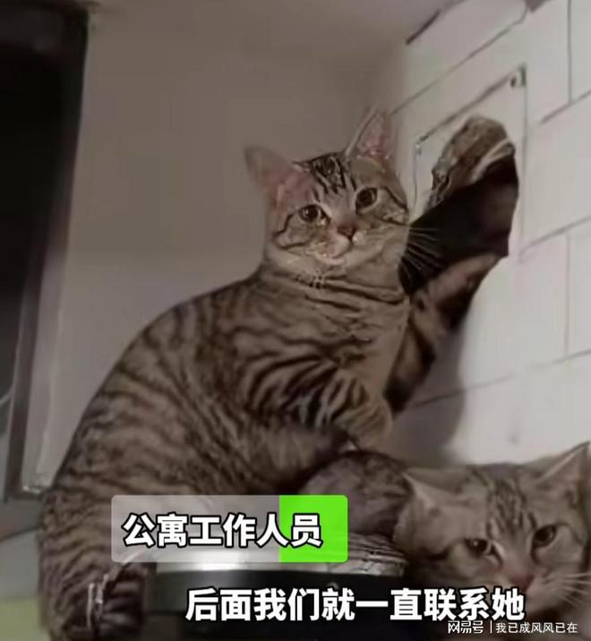 紧急揭秘租客离奇失联，留下13只猫咪何去何从？揭秘背后的故事！