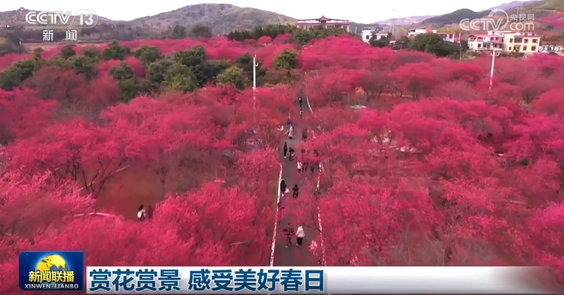 春光无限好，赏花赏景正当时——探寻美好春日的秘密