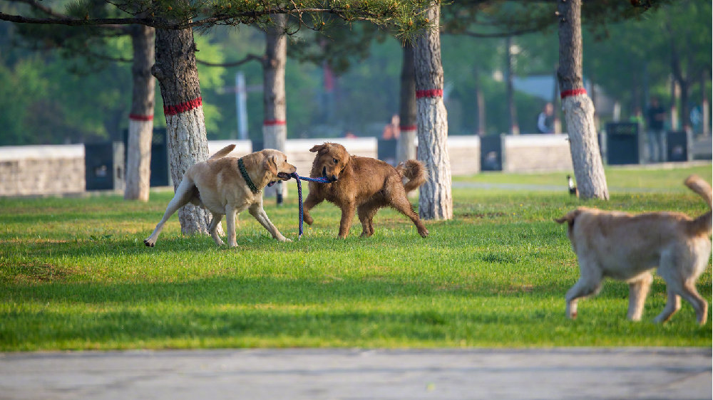 统一禁养犬名录，呼声高涨，究竟何去何从？