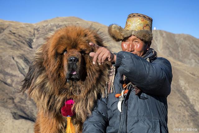 重磅！统一全国禁养犬名录，这项提议能否落地实施？