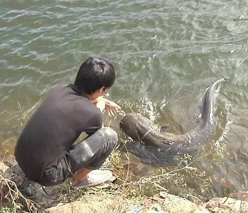 震撼！130斤巨蟒悠闲菜地里晒日光浴，这背后隐藏了什么？