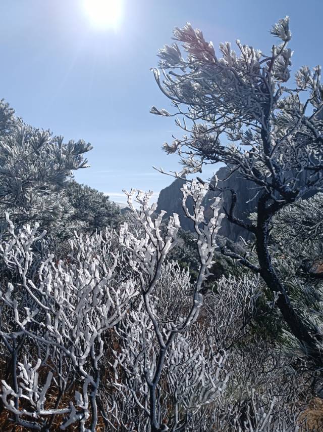 北京密云惊艳现树挂奇景，自然奇观背后的秘密揭晓