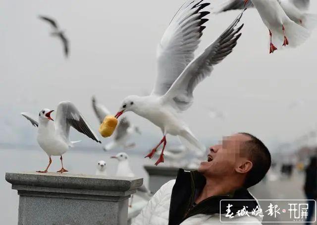 小朋友仰头喂海鸥被海鸥“反喂”